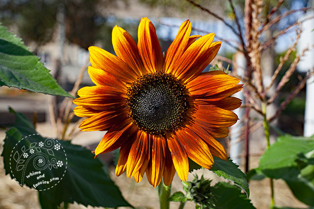 Autumn Sunflower | Whims And Fancies
