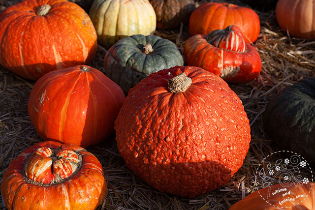Autumn Pumpkin | Whims And Fancies