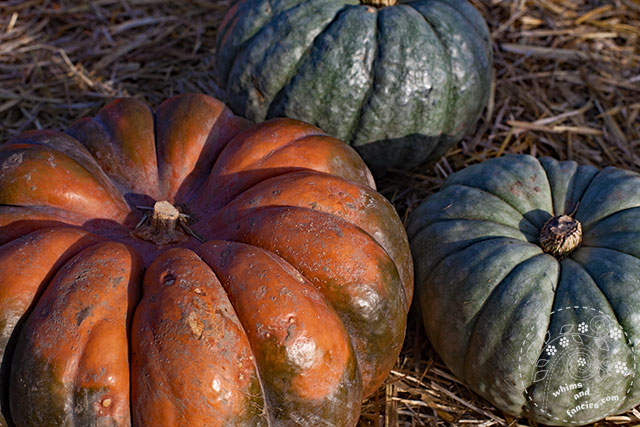 Autumn Pumpkins | Whims And Fancies