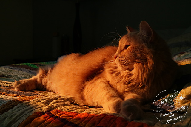 Charlie Cat On Harry Potter Quilt | Whims And Fancies