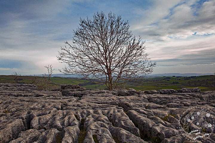 Malham Cove Yorkshire | Whims And Fancies