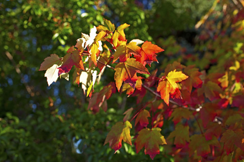 Fall Colours Napa Valley Vineyard