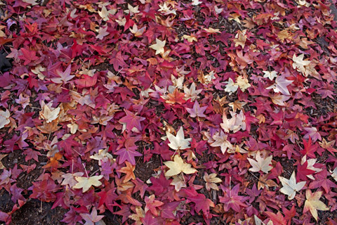 Fall Colours Napa Valley Calistoga