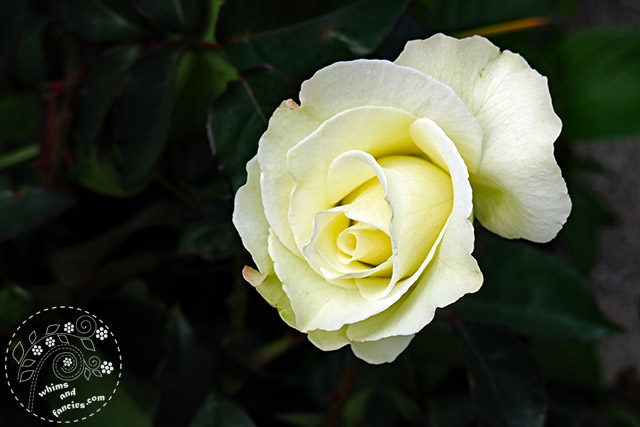 White Rose | Whims And Fancies
