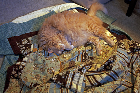 Charlie kitty On Quilt