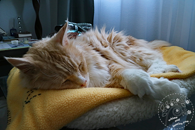My Orange Maine Coon Kitty | Whims And Fancies