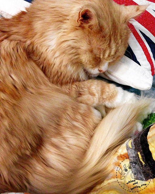 Orange Maine Coon Cat | Whims And Fancies