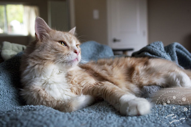 My Orange Maine Coon Cat | Whims And Fancies
