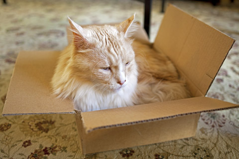 Cat In A Box | Whims And Fancies