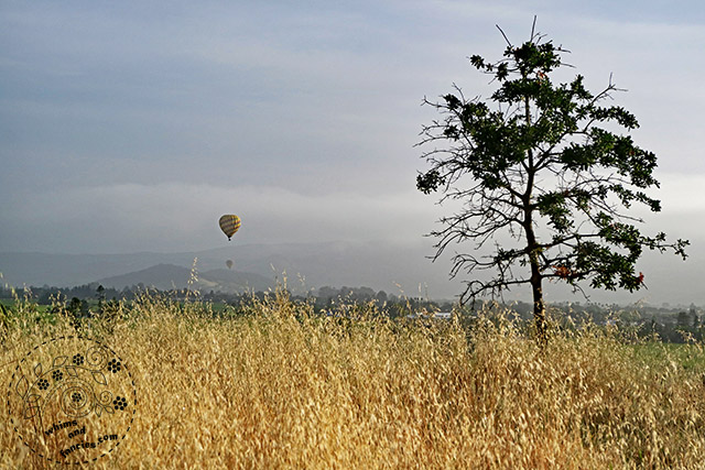 Hot Air Balloons Napa California | Whims And Fancies