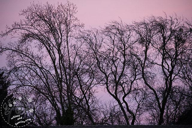 Bare Winter Trees Sunset East | Whims And Fancies