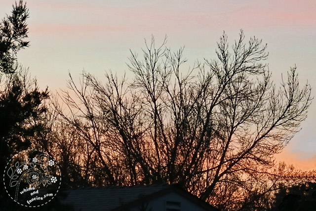 Bare Winter Tree Sunset West | Whims And Fancies