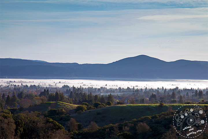 California Wine Country Morning Fog Photography | Whims And Fancies