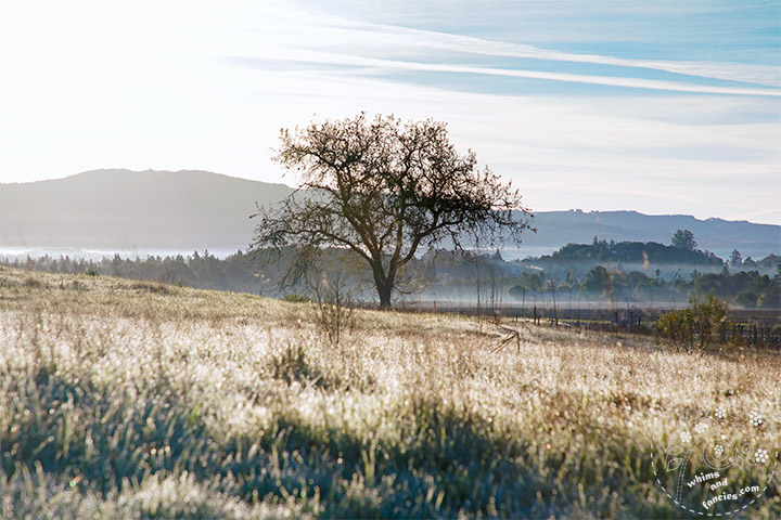 California Wine Country Morning Sunlit Tree Photography | Whims And Fancies