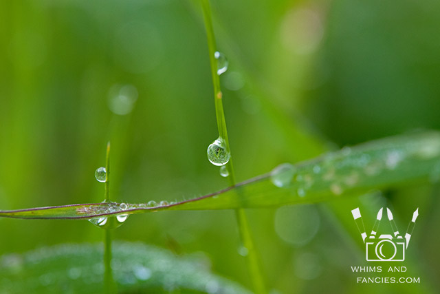 April Showers On Grass | Whims And Fancies