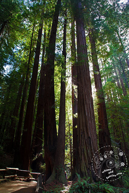 Muir Woods | Whims And Fancies