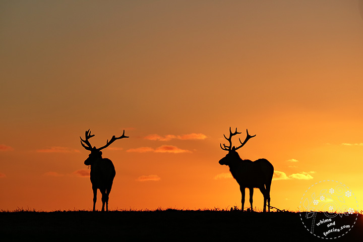 Tule elks at Point Reyes | Whims And Fancies 