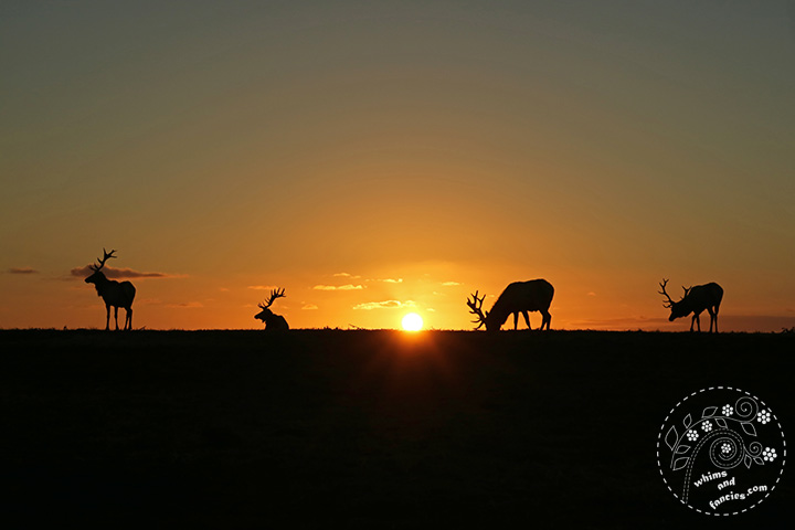 Tule Elk at Point Reyes | Whims And Fancies 