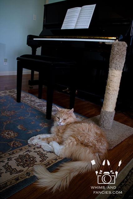 Piano And My Cat | Whims And Fancies
