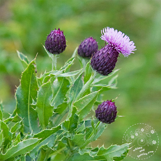 Scotland Thistle | Whims And Fancies