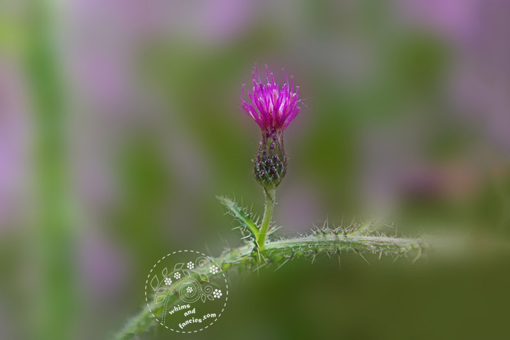Scottish Thistle | Whims And Fancies