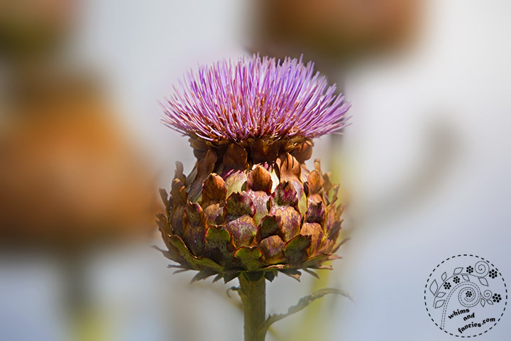 Scottish Thistle | Whims And Fancies