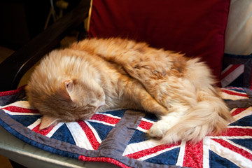 Union Flag quilt for kitty