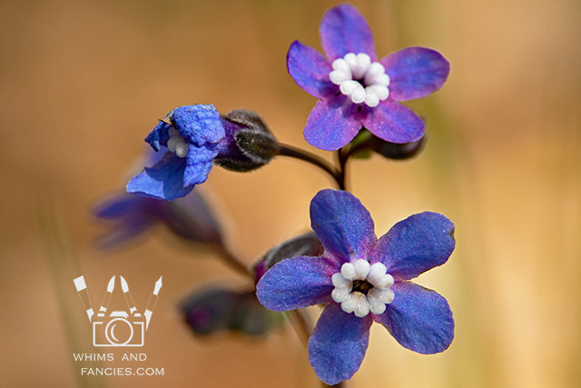 Northern California Wildflower | Whims And Fancies