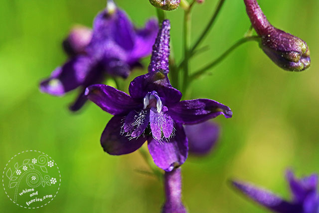 Coast Purple Larkspur Flower | Whims And Fancies