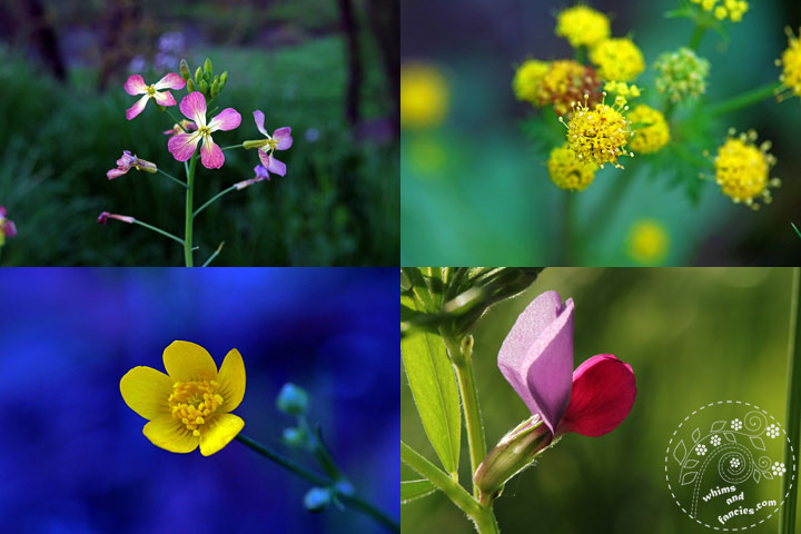 Northern California Wildflowers - Wild Radish, Butterweed, Buttercup, Spring Vetch | Whims And Fancies