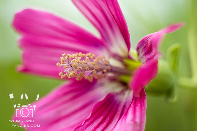 Tree Mallow Flower In Northern California Wine Counntry | Whims And Fancies