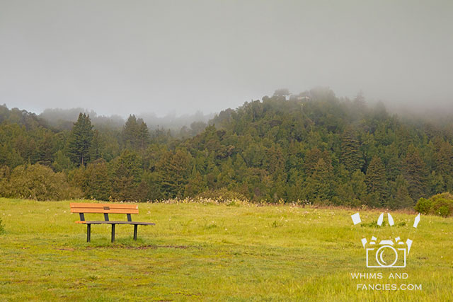 Misty Mornings In Northern California Wine Counntry | Whims And Fancies