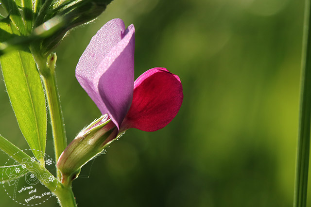 Spring Vetch Flower | Whims And Fancies